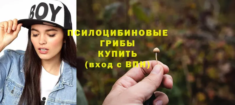 Галлюциногенные грибы Psilocybine cubensis  гидра как войти  Кашин 